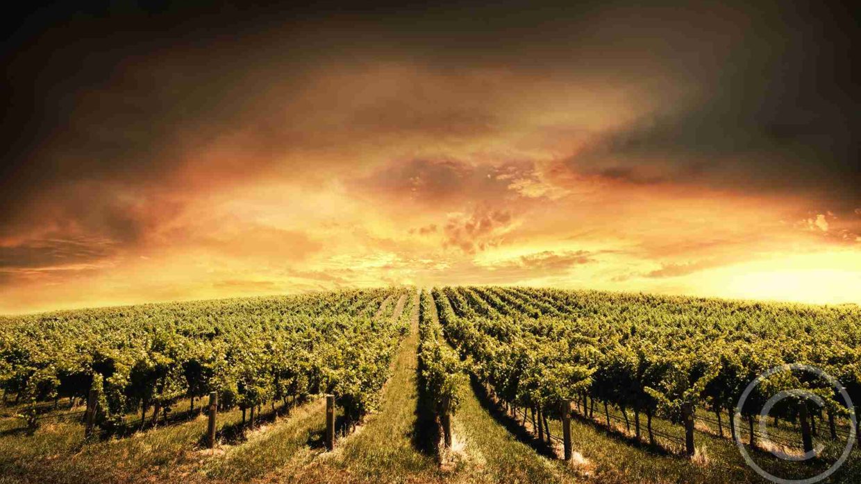 From Sweet to Brut. Short History of Champagne