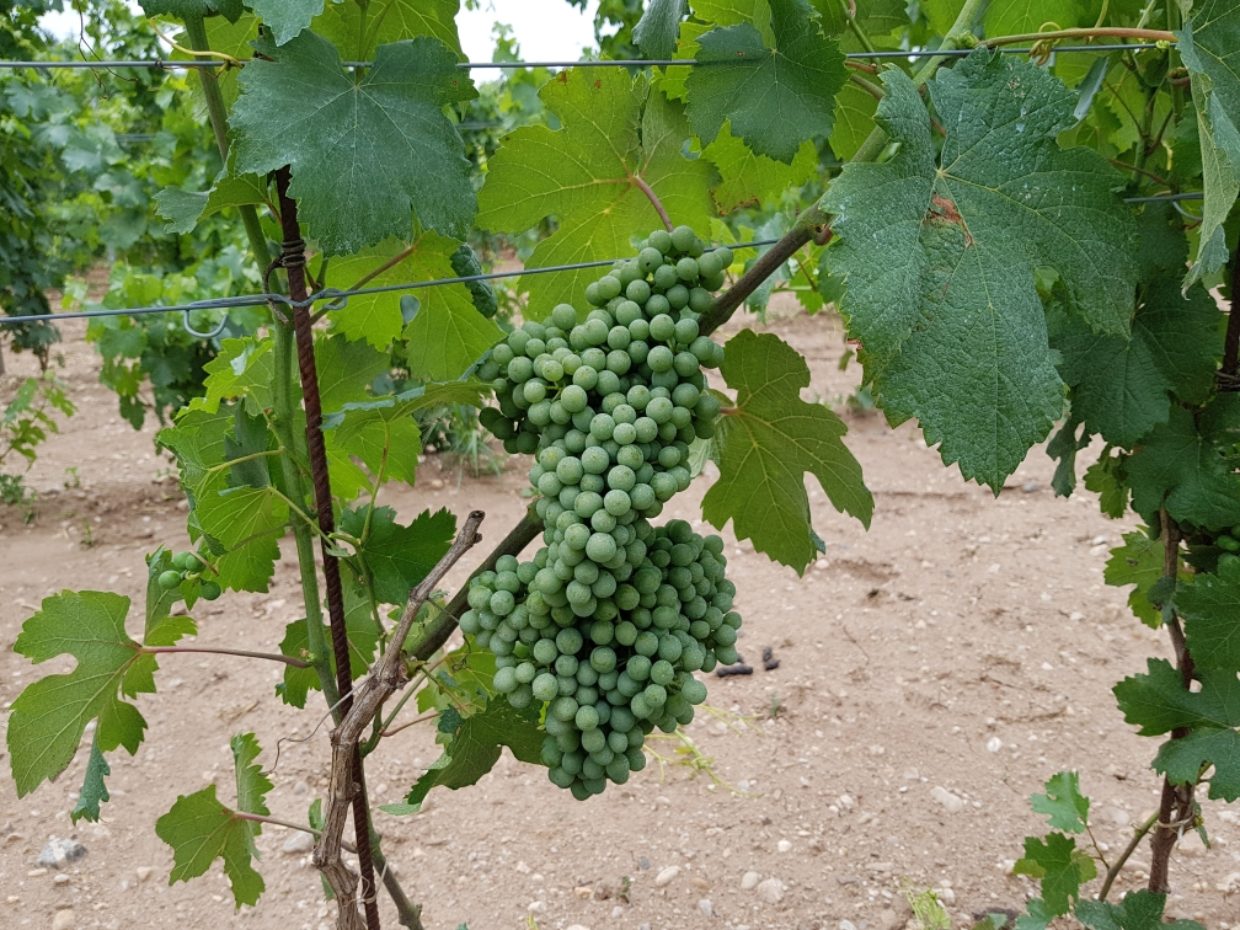 Vinice Šutrák